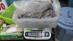 すさみ地磯でヤエンでアオリイカ〜2.2kg合計８杯