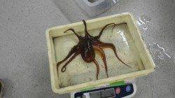 白浜町日置で活アジを使ってウキ釣り　アオリにタコ