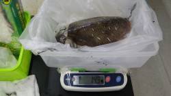 すさみ　ヤエンで良型コウイカ☆