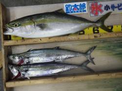 元島堤防にてルアーでメジロ・サゴシの釣果