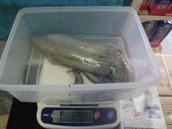 天神崎ヤエンでキロアップのアオリ！！