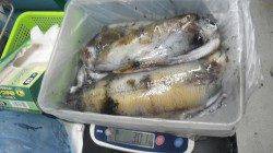 名切崎でヤエンでアオリ0.8ｋｇ、0.9ｋｇ、1.3ｋｇ