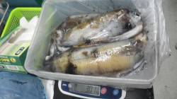 名切崎でヤエンでアオリ0.8ｋｇ、0.9ｋ…