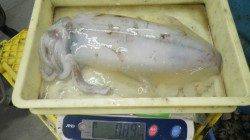 見老津地磯にてヤエン釣り〜アオリイカ8ハイ！