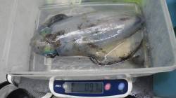 白浜町見草堤防でヤエン釣り、当たりは多かっ…