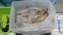 日置にて活きアジをエサにアオリイカ５杯で4.5ｋｇ