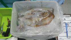 日置にて活きアジをエサにアオリイカ５杯で4…