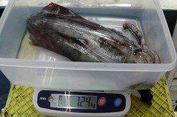 白浜の椿にてヤエン釣り、早朝に1.24kgのアオリがヒット！