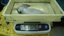 見草　魚に寄ってきたアオリをエギングでゲット