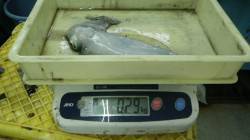 見草　魚に寄ってきたアオリをエギングでゲッ…