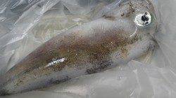 椿の地磯でアオリイカ〜1.9kg3バイ【1日ヤエン釣果】