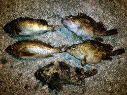 旭　少し寒さがある中でのメバリング釣行