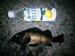 旭周辺で自己記録メバル27cm、ドラグがジリジリ～♪　