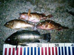 旭周辺で自己記録メバル27cm、ドラグがジリジリ～♪　