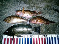 旭周辺で自己記録メバル27cm、ドラグがジ…