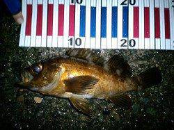 久美浜にて雨の中のメバリング釣行