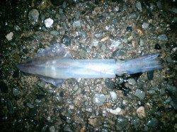 久美浜でメバル・ガシラのほかメバリングタックルでケンサキイカ！