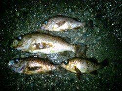 久美浜にて雨の中のメバリング釣行