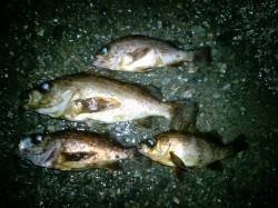 久美浜にて雨の中のメバリング釣行