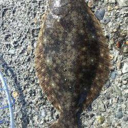 伊保港で根魚調査、2投目でまさかのヒラメ！