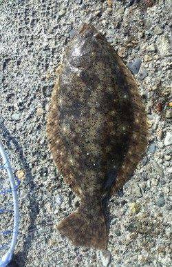 伊保港で根魚調査、2投目でまさかのヒラメ！