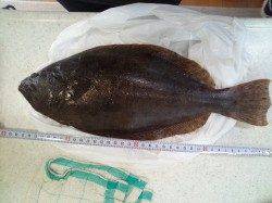 伊保港で根魚調査、2投目でまさかのヒラメ！