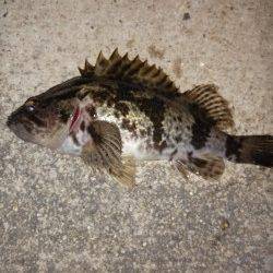 本荘人工島でメバリング〜タケノコメバルが遊んでくれました