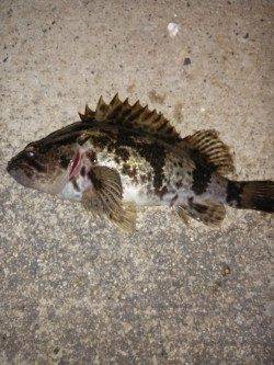 本荘人工島でメバリング〜タケノコメバルが遊んでくれました