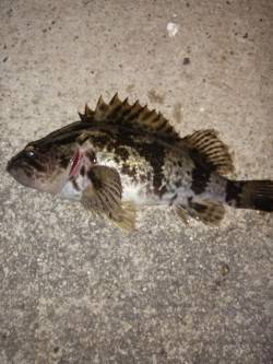 本荘人工島でメバリング〜タケノコメバルが遊…