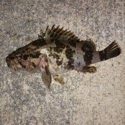 本荘人工島でメバリング〜タケノコメバルが遊んでくれました