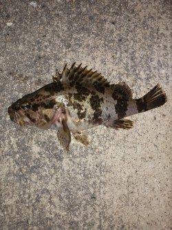 本荘人工島でメバリング〜タケノコメバルが遊んでくれました