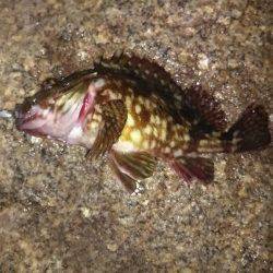 雨上がりで暖かく高砂港にメバリングで出動〜ボトムでガシラ