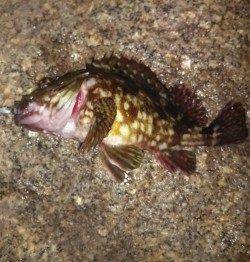 雨上がりで暖かく高砂港にメバリングで出動〜ボトムでガシラ