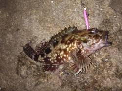 雨上がりで暖かく高砂港にメバリングで出動〜…