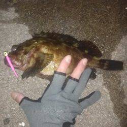 ボテボテのタケノコとちびっこメバルをGET〜東二見メバリング