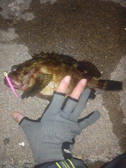 ボテボテのタケノコとちびっこメバルをGET〜東二見メバリング