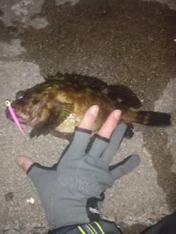 ボテボテのタケノコとちびっこメバルをGET…