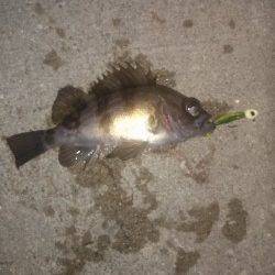 ボテボテのタケノコとちびっこメバルをGET〜東二見メバリング