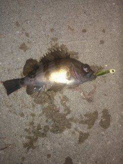 ボテボテのタケノコとちびっこメバルをGET〜東二見メバリング