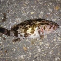 東二見メバリング、暖かくなってアタリがイカツクなってきました