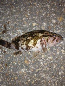 東二見メバリング、暖かくなってアタリがイカツクなってきました