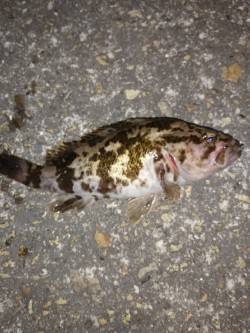 東二見メバリング、暖かくなってアタリがイカ…