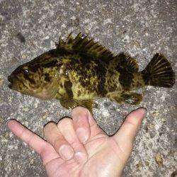 東二見メバリング、暖かくなってアタリがイカツクなってきました