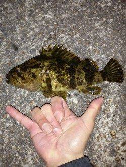 東二見メバリング、暖かくなってアタリがイカツクなってきました