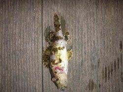 本荘人工島メバリングでの釣果