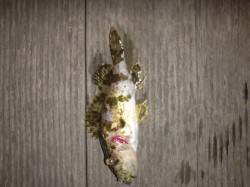 本荘人工島メバリングでの釣果