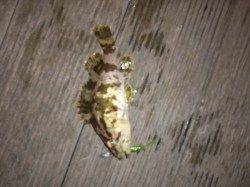 本荘人工島メバリングでの釣果