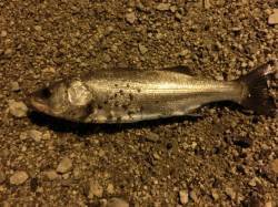 舞洲でのメバル狙い〜釣果はシーバス4本でし…