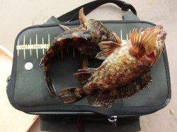 りんくう周辺でガシリング