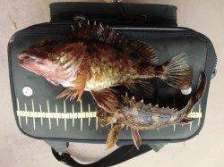 りんくう周辺でガシリング